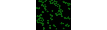 Silica Particles, Aqueous Suspension, 500nm