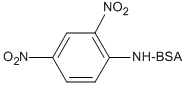 DNP-BSA (Bovine Serum Albumin)