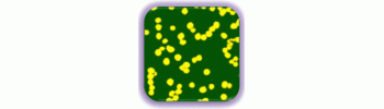 Gold Nanoshells on Silica beads, 500nm