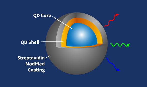 Streptavidin Quantum Dots, Emission Wavelength 580nm