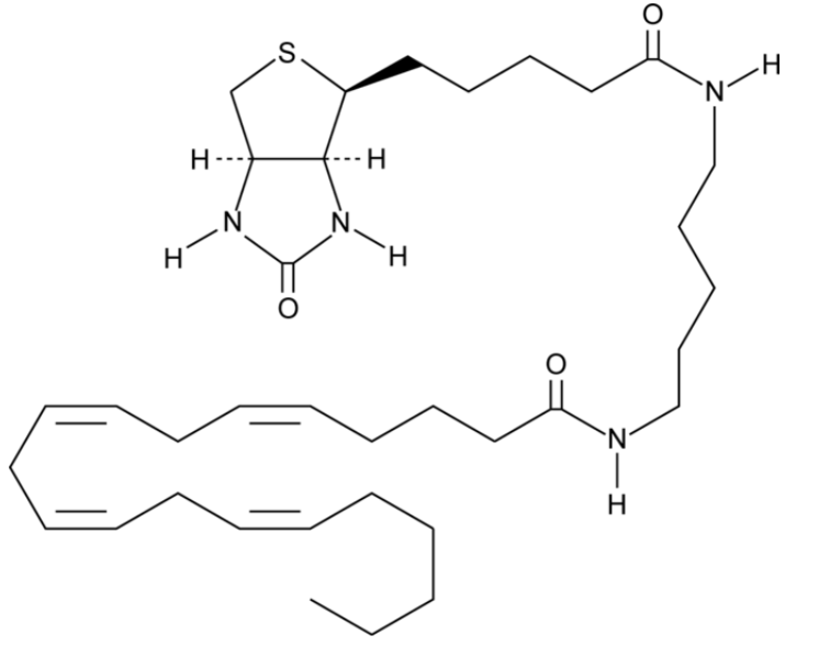 Arachidonic Acid-biotin | CAS 1217901-28-4